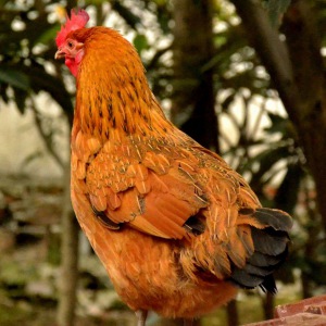 散养土鸡